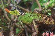大兴安岭云南南滚河保护区首次发现红唇棘蜥